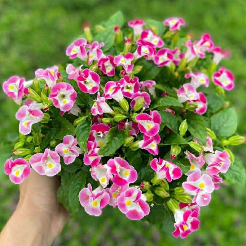 夏堇花苗盆栽夏堇种子苗盆栽花卉绿植室内四季春季易种阳台