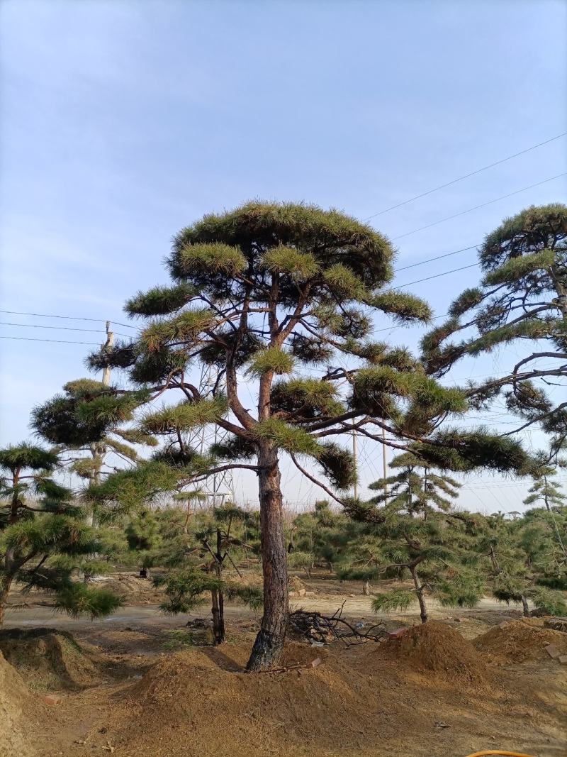 8米高的造型黑松，黑松。