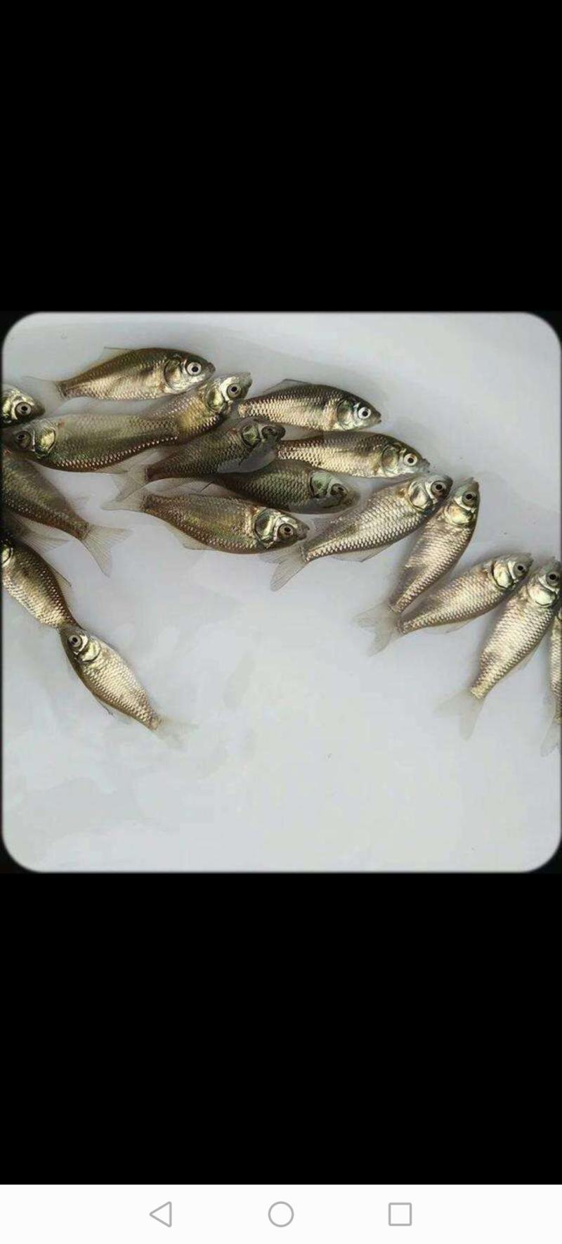 鲫鱼