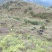 高山生态土黑猪