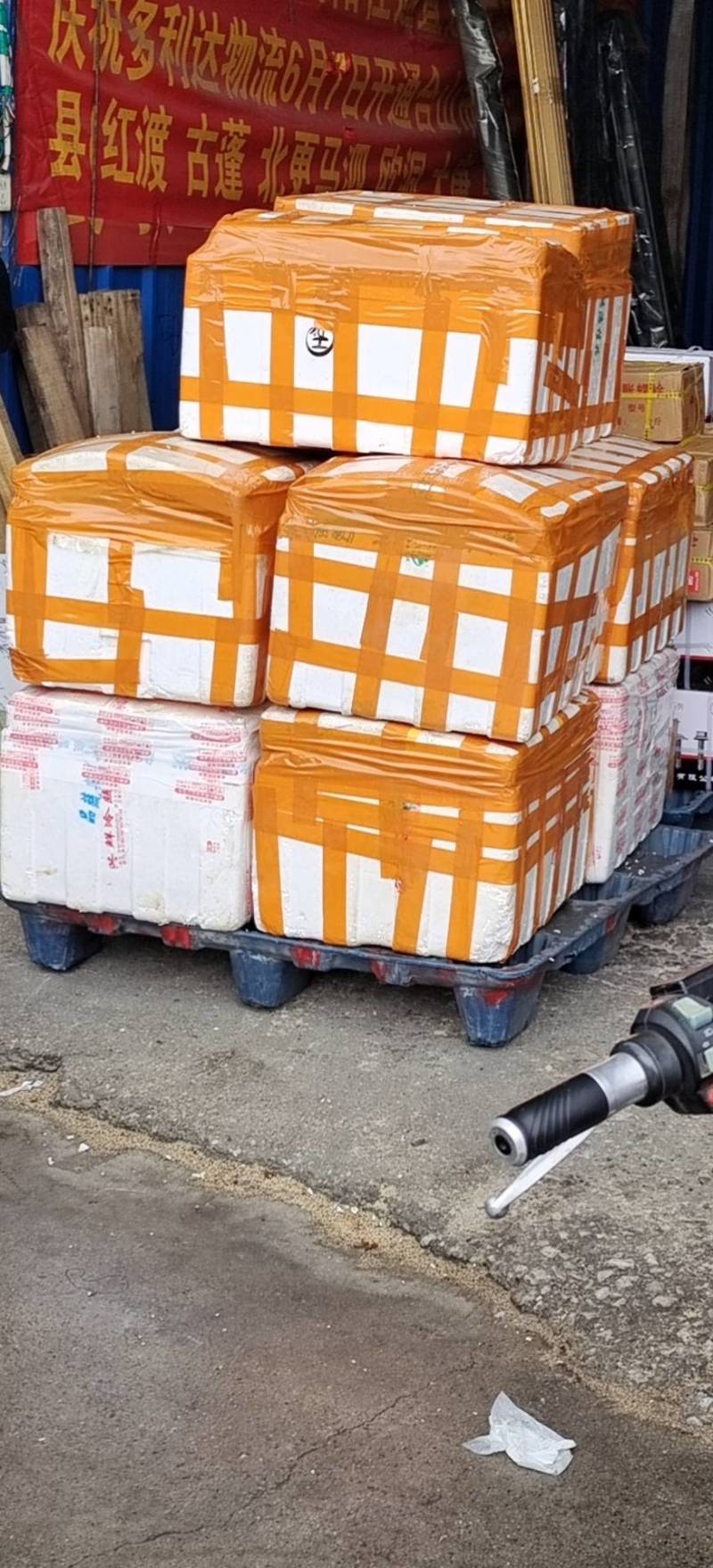 三角梅种苗枝条：水红，紫花如图实物基地直销