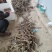 三角梅种苗枝条：水红，紫花如图实物基地直销
