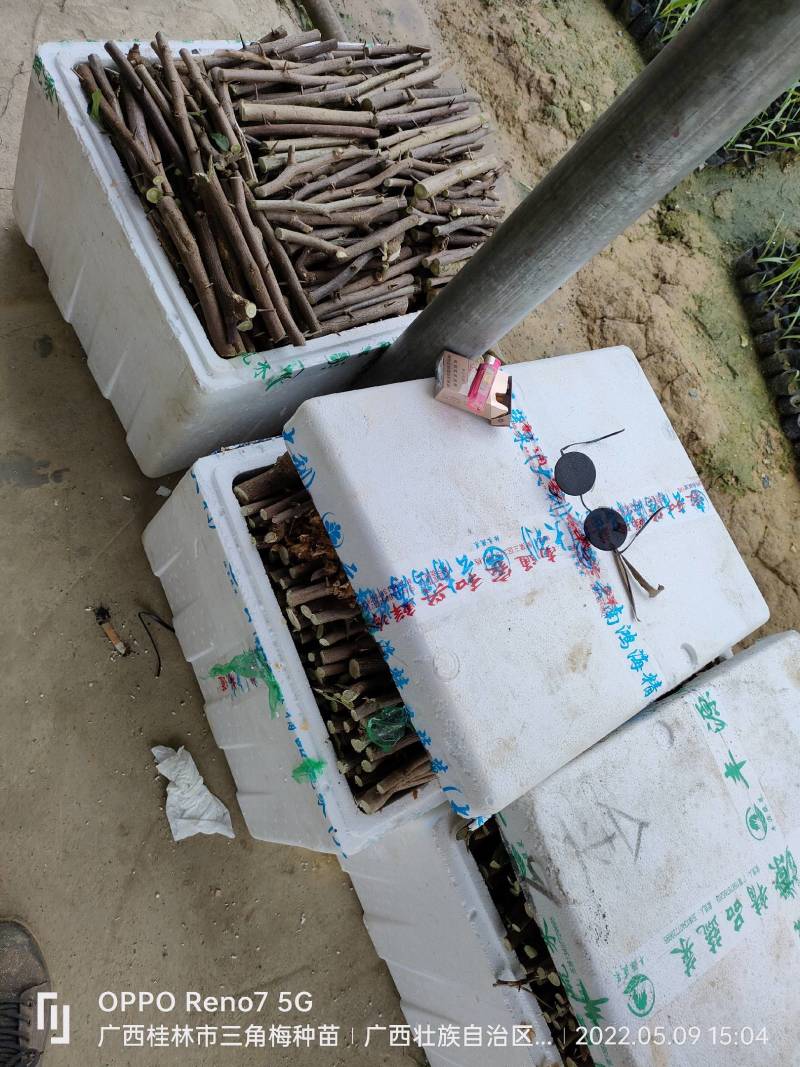 三角梅种苗枝条：水红，紫花如图实物基地直销