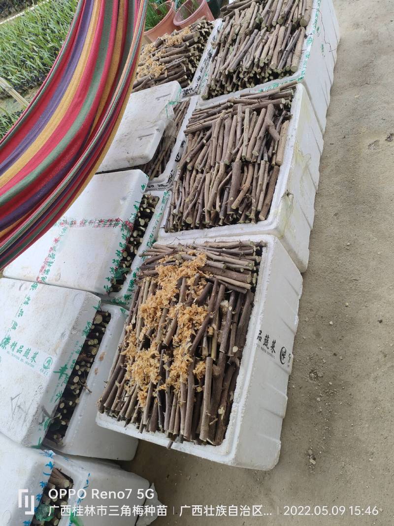 三角梅种苗枝条：水红，紫花如图实物基地直销