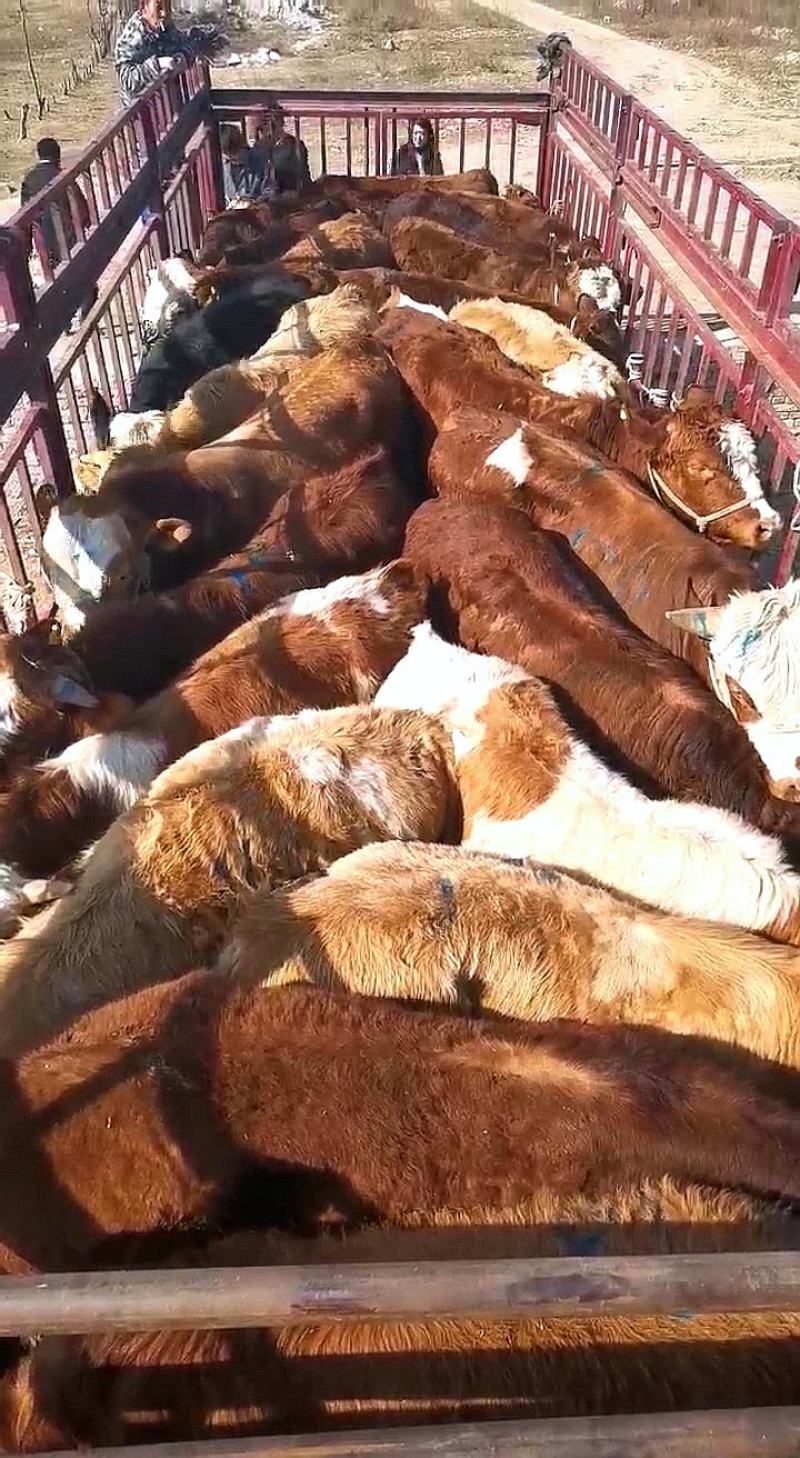 肉牛犊，西门塔尔，黄牛犊品种齐全全国配送保质保量，
