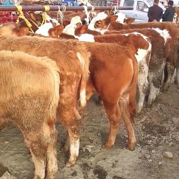 肉牛犊，西门塔尔，黄牛犊品种齐全全国配送保质保量，