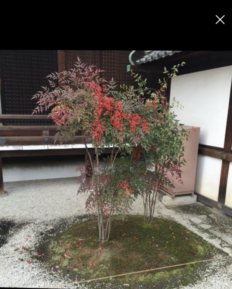 多杆南天竹5-8杆、10多年老苗、壮苗、红天竹
