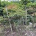 多杆南天竹5-8杆、10多年老苗、壮苗、红天竹