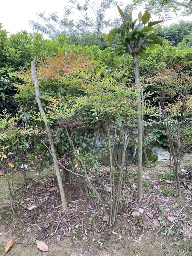 多杆南天竹5-8杆、10多年老苗、壮苗、红天竹