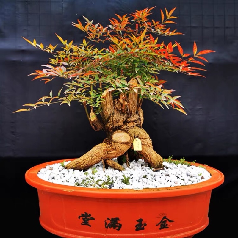 多杆南天竹5-8杆、10多年老苗、壮苗、红天竹