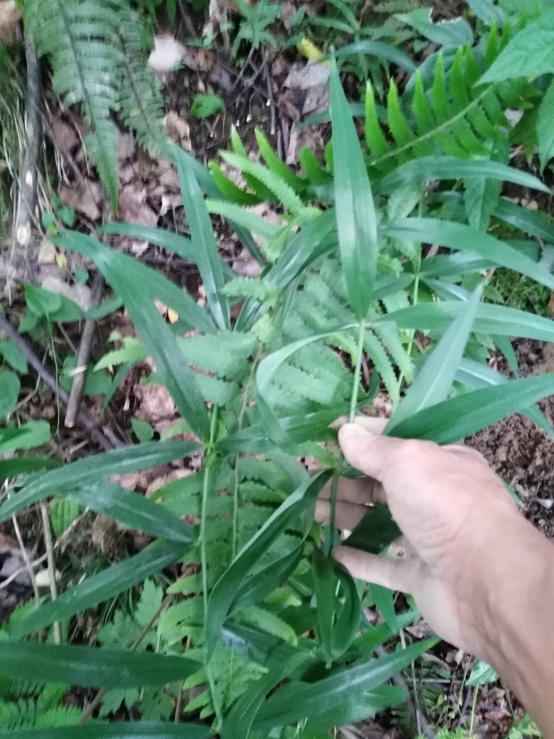 野生黄精.姜型.质量保证.视频看货.