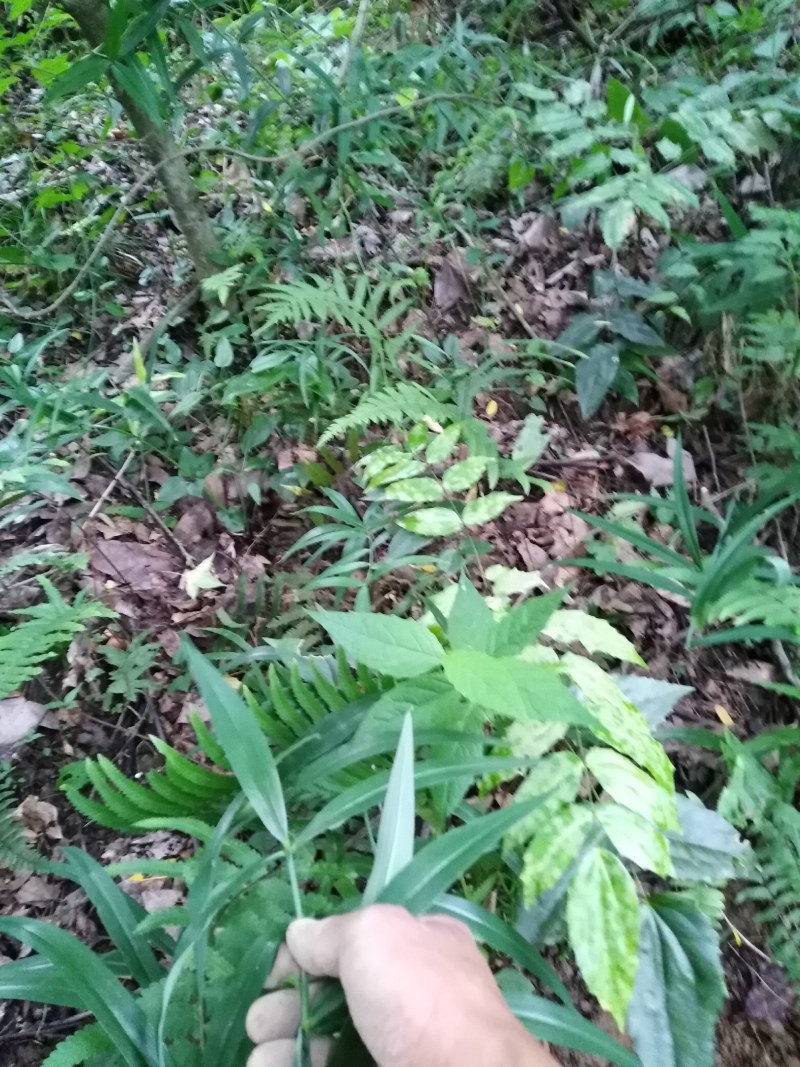 野生黄精.姜型.质量保证.视频看货.