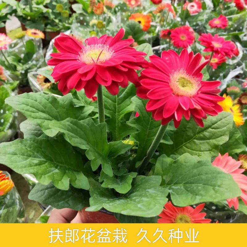 新品扶郎花欧洲进口品种非洲菊重瓣大花多年生阳台庭院盆栽