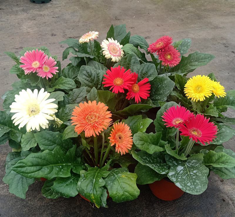 新品扶郎花欧洲进口品种非洲菊重瓣大花多年生阳台庭院盆栽