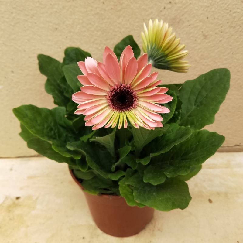 新品扶郎花欧洲进口品种非洲菊重瓣大花多年生阳台庭院盆栽