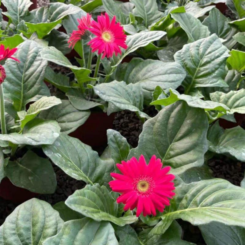 新品扶郎花欧洲进口品种非洲菊重瓣大花多年生阳台庭院盆栽