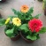 新品扶郎花欧洲进口品种非洲菊重瓣大花多年生阳台庭院盆栽