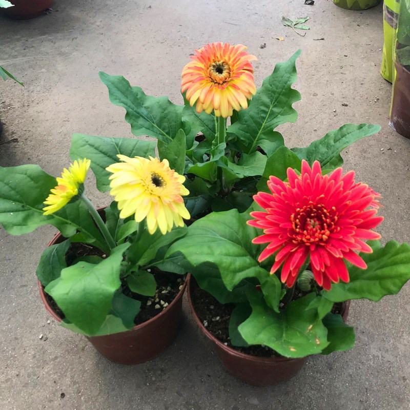 新品扶郎花欧洲进口品种非洲菊重瓣大花多年生阳台庭院盆栽