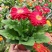 新品扶郎花欧洲进口品种非洲菊重瓣大花多年生阳台庭院盆栽