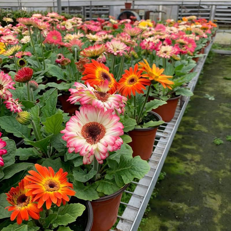 新品扶郎花欧洲进口品种非洲菊重瓣大花多年生阳台庭院盆栽