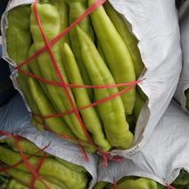 滑县万亩蔬菜基地黄皮辣椒15~20厘米黄中辣