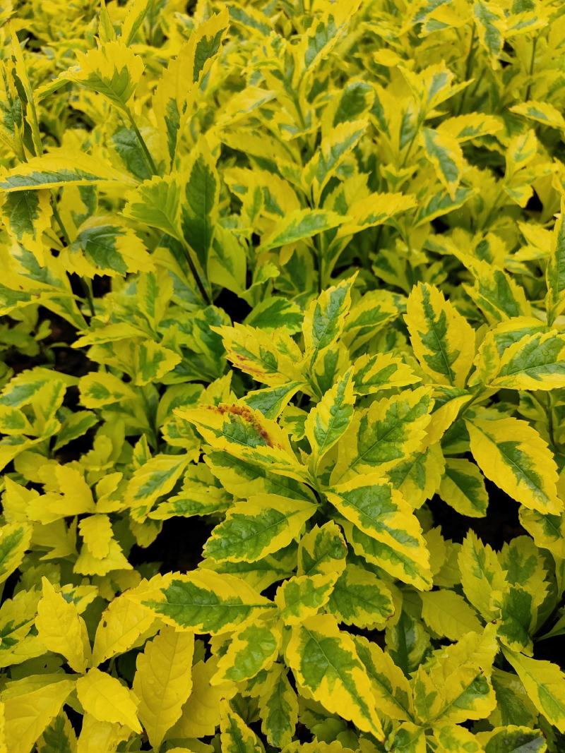 花叶连翘花叶连翘花叶连翘花叶连翘花叶连翘花