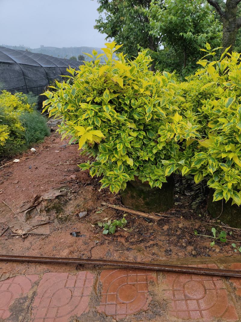 花叶连翘花叶连翘花叶连翘花叶连翘花叶连翘花