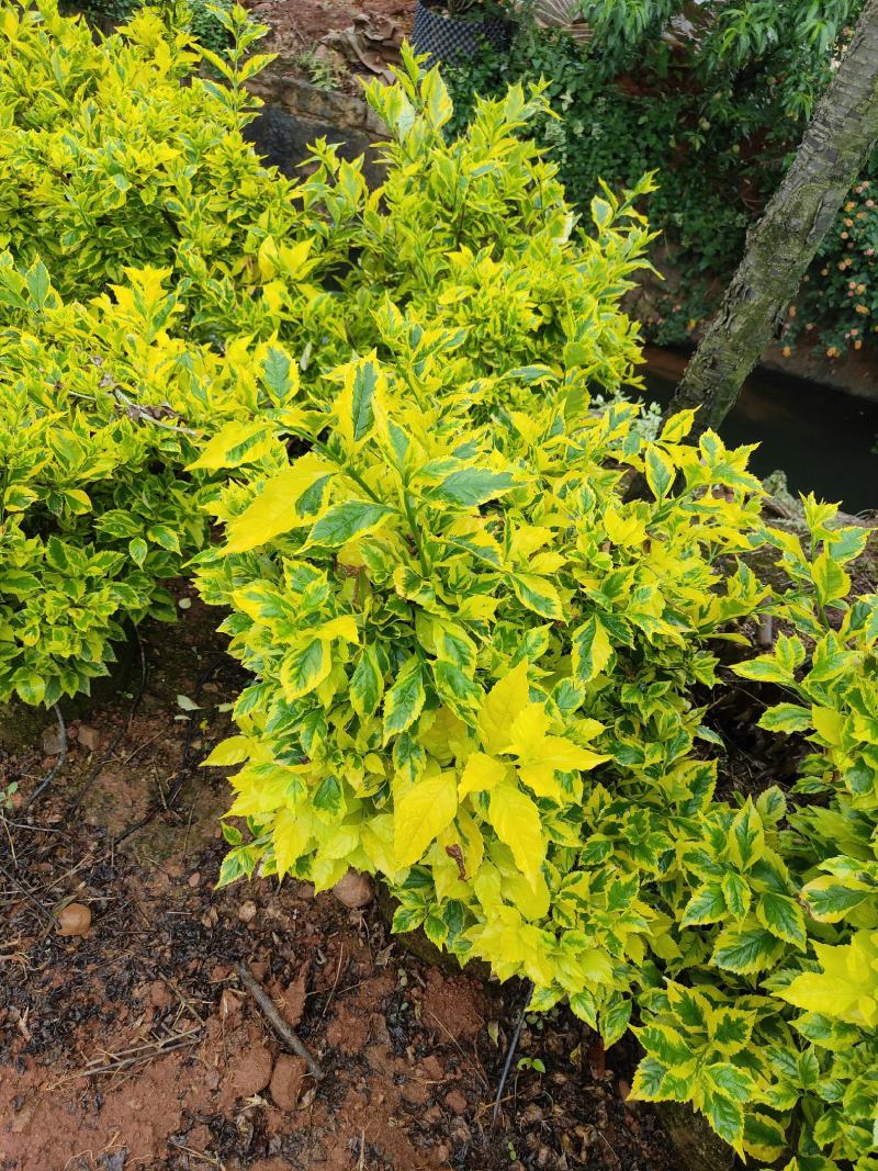 花叶连翘花叶连翘花叶连翘花叶连翘花叶连翘花