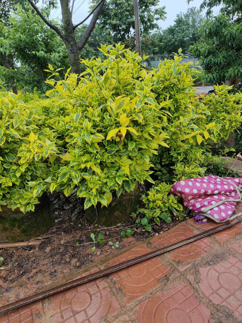 花叶连翘花叶连翘花叶连翘花叶连翘花叶连翘花