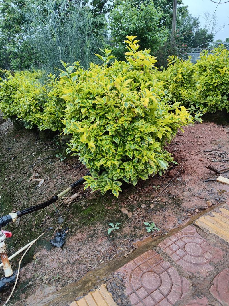 花叶连翘花叶连翘花叶连翘花叶连翘花叶连翘花
