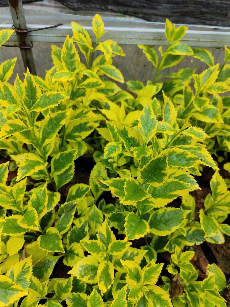 花叶连翘花叶连翘花叶连翘花叶连翘花叶连翘花