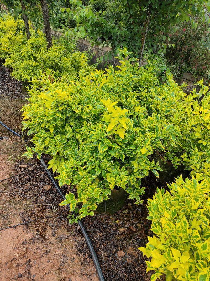 花叶连翘花叶连翘花叶连翘花叶连翘花叶连翘花