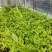 花叶连翘花叶连翘花叶连翘花叶连翘花叶连翘花