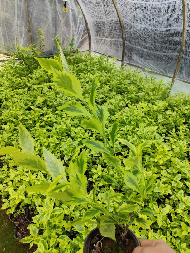 花叶连翘花叶连翘花叶连翘花叶连翘花叶连翘花