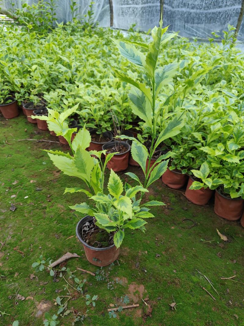 花叶连翘花叶连翘花叶连翘花叶连翘花叶连翘花