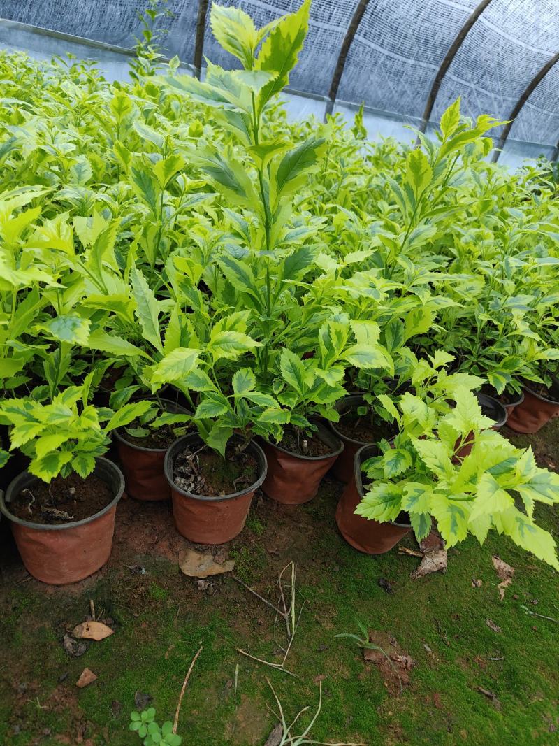 花叶连翘花叶连翘花叶连翘花叶连翘花叶连翘花