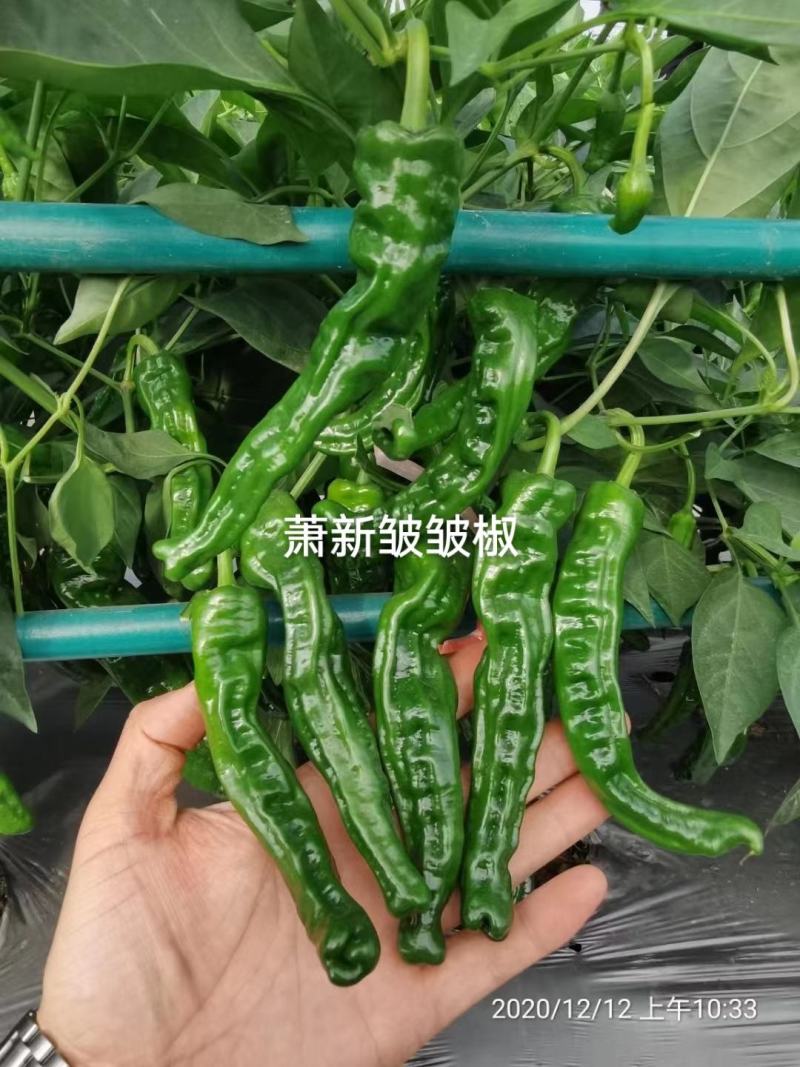 萧新皱皱辣种子特辣皮薄质脆早熟果色深绿色皱皮椒种子