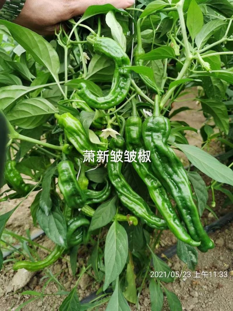萧新皱皱辣种子特辣皮薄质脆早熟果色深绿色皱皮椒种子