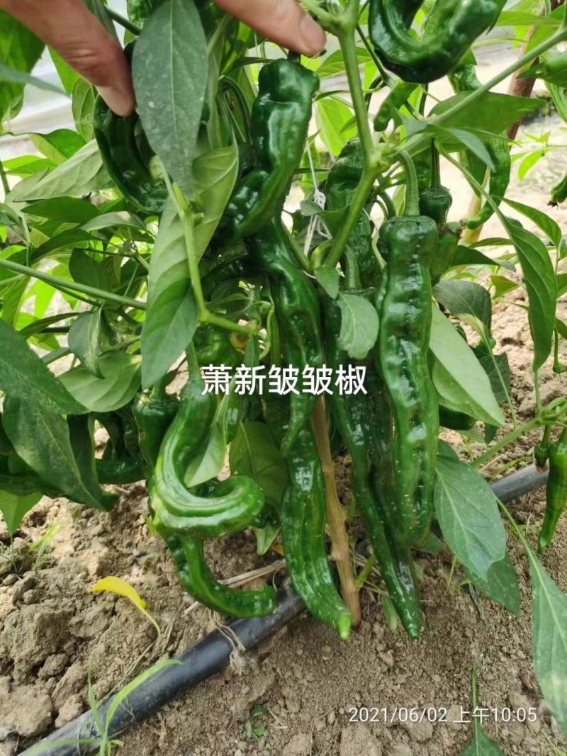萧新皱皱辣种子特辣皮薄质脆早熟果色深绿色皱皮椒种子