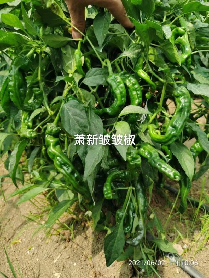 萧新皱皱辣种子特辣皮薄质脆早熟果色深绿色皱皮椒种子