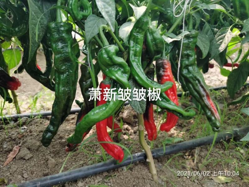 萧新皱皱辣种子特辣皮薄质脆早熟果色深绿色皱皮椒种子