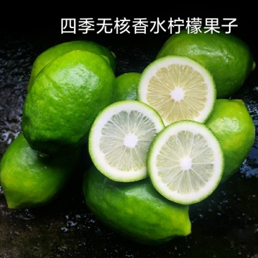 广东无籽四季香水柠檬嫁接苗带叶子发货包正宗奶茶店使用