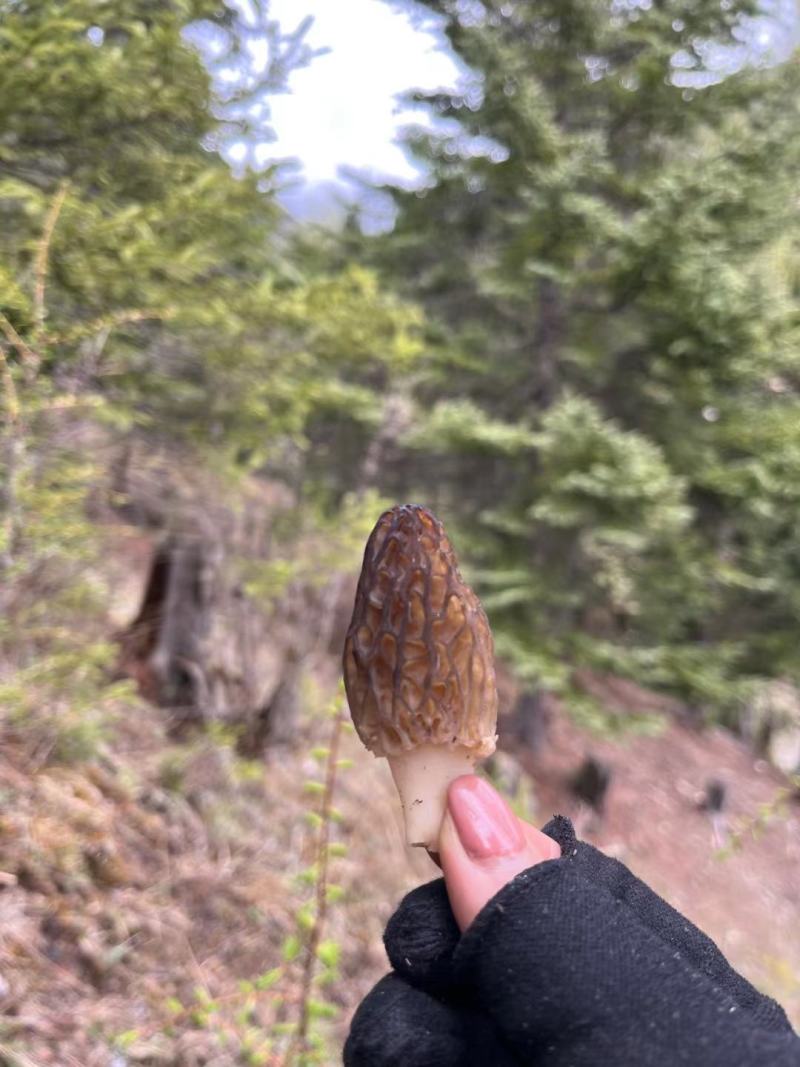 纯野生羊肚菌..............