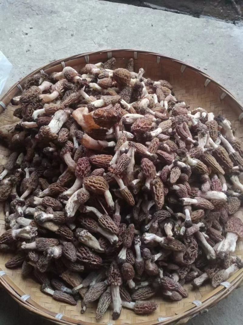 纯野生羊肚菌..............