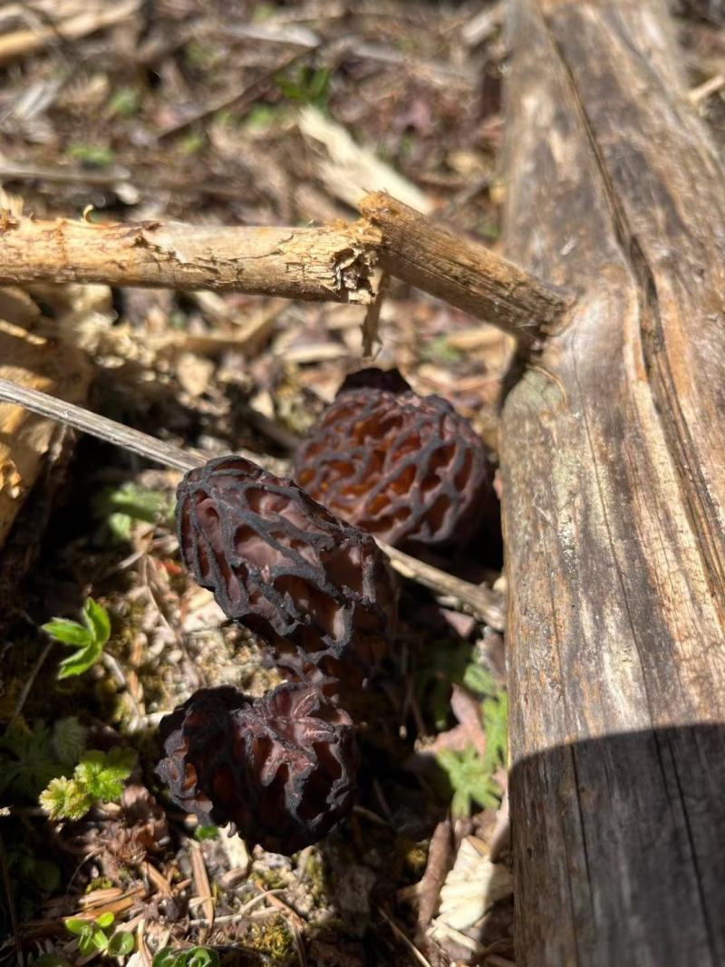 纯野生羊肚菌..............