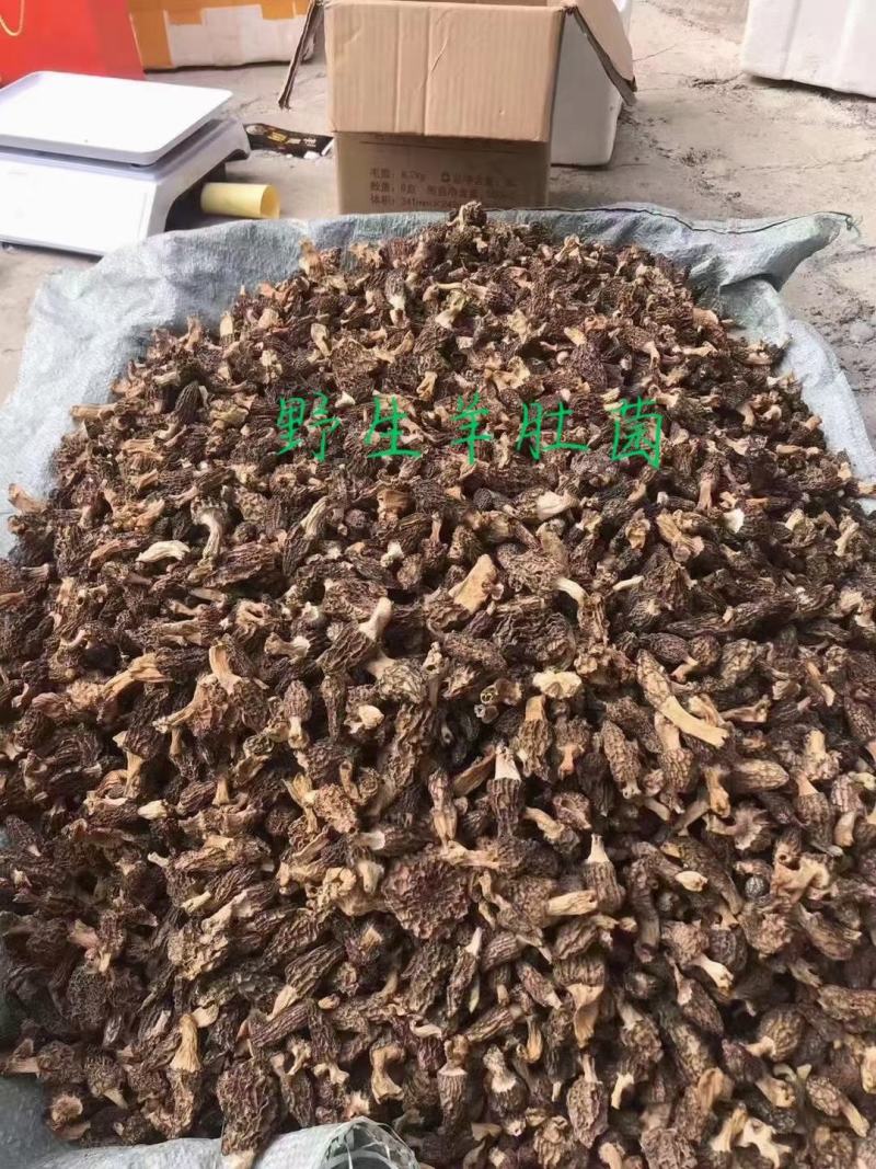 纯野生羊肚菌..............
