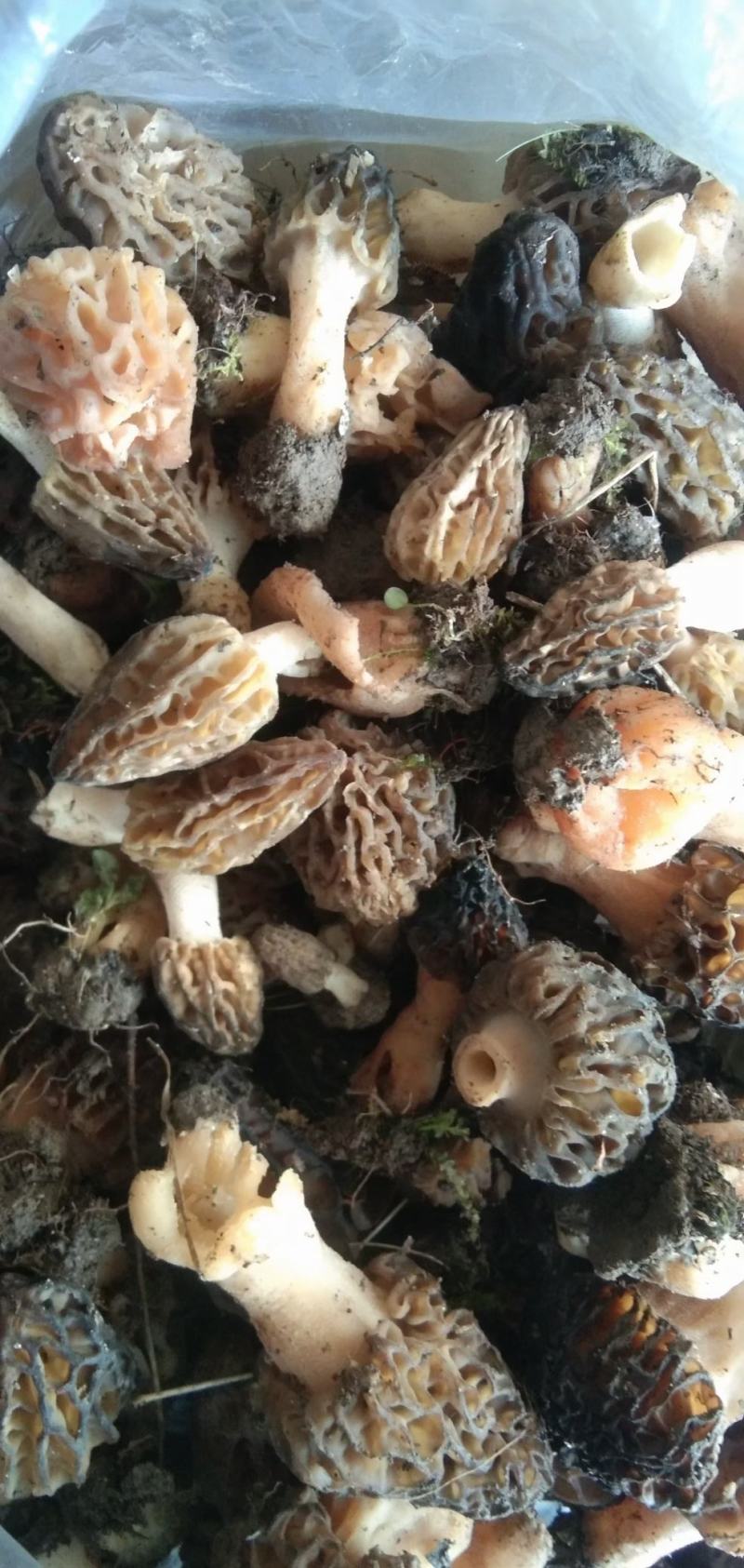 纯野生羊肚菌..............