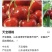 泰安天宝大樱桃