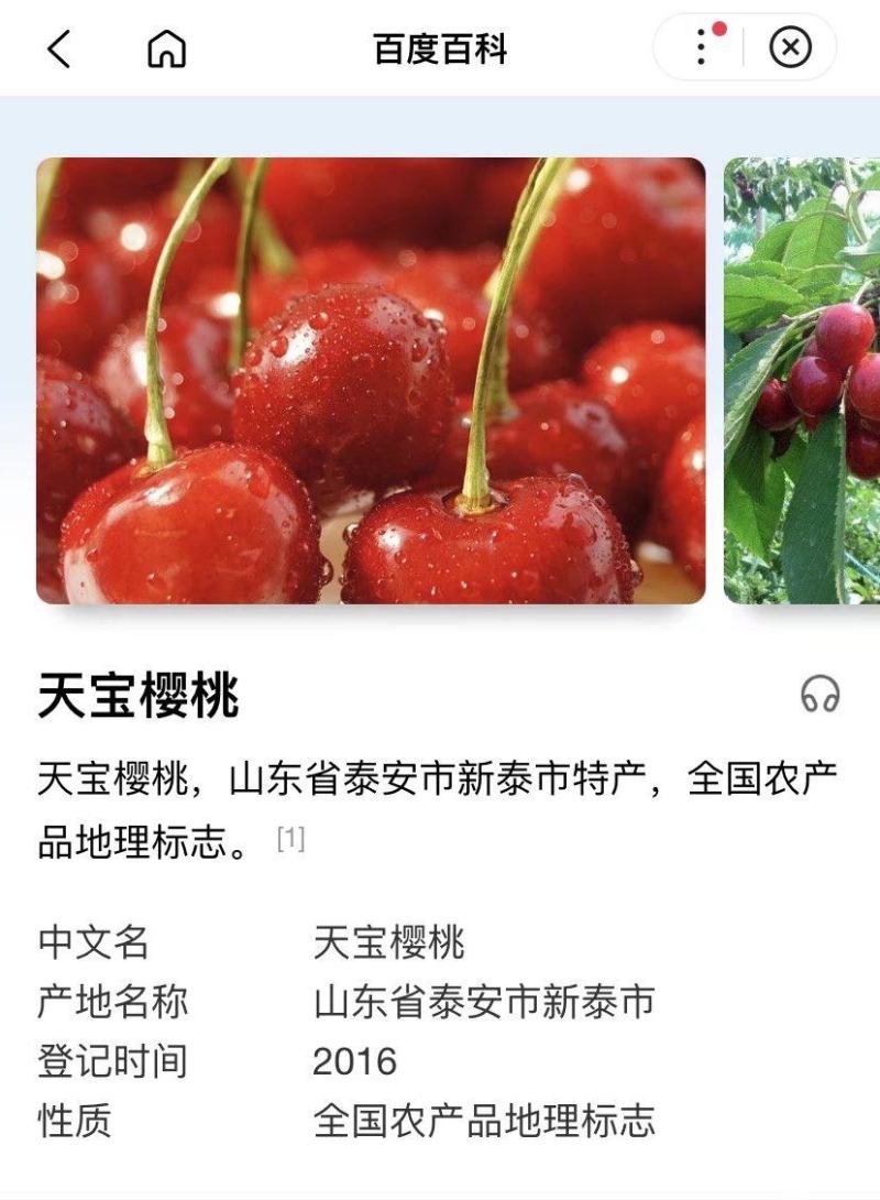 泰安天宝大樱桃
