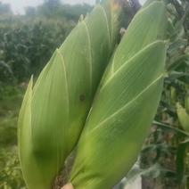 广西横县玉米大量上市，玉米是我们横县种植基地质量扛扛